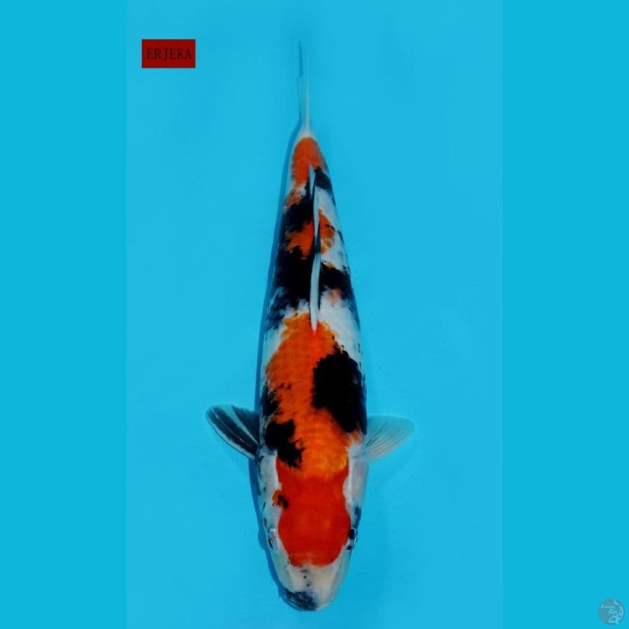 SHOWA SANDAN, 36CM