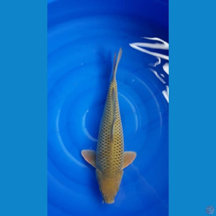 midori 43CM Jantan, Ring Rapi, body badak