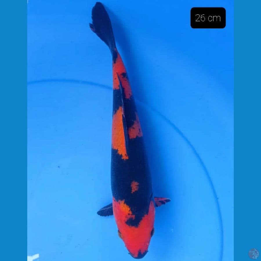 Utsuri 26 cm
