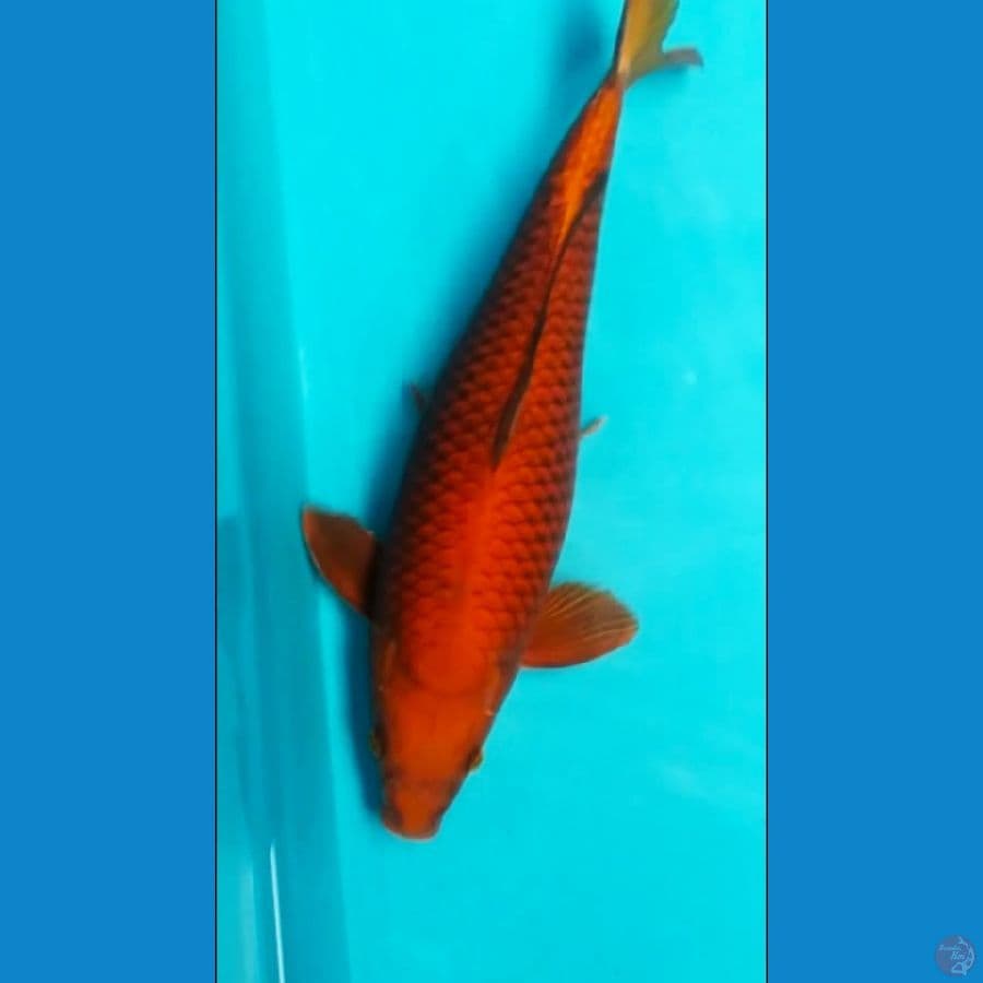 Jumbo cagoi tembaga
