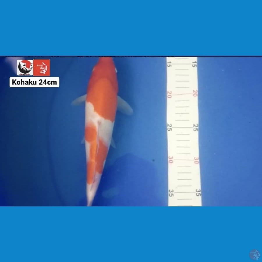 KOHAKU 24CM --- CANAYA KOI FARM