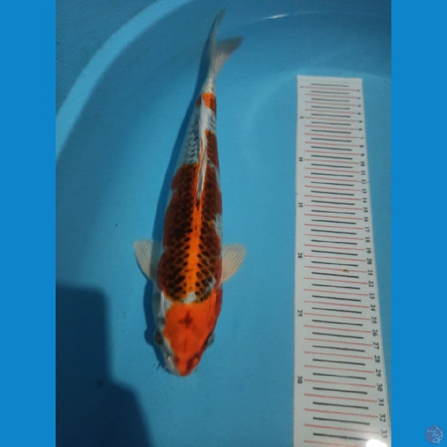 red kujaku 34cm