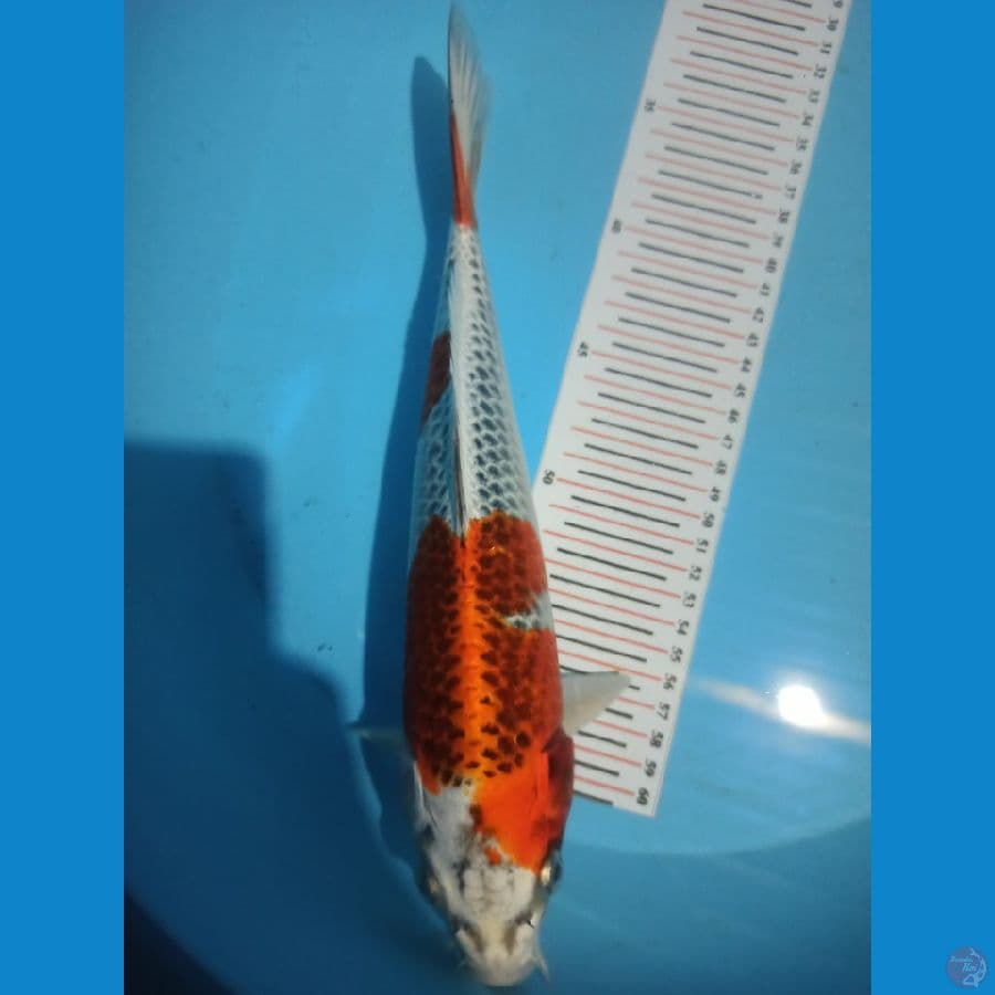 red kujaku 32cm