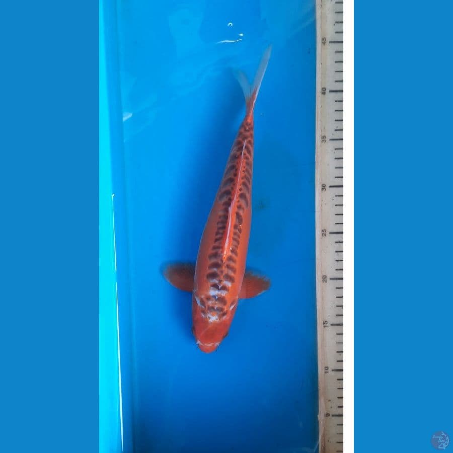 shusui 31cm