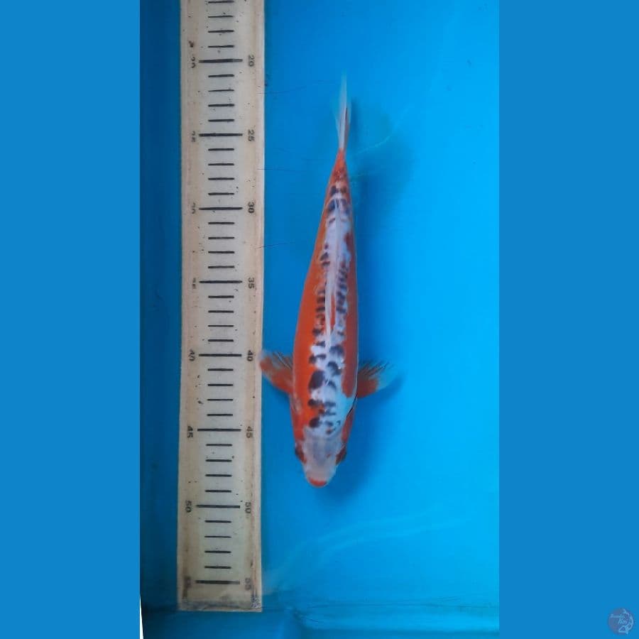 shusui 27cm