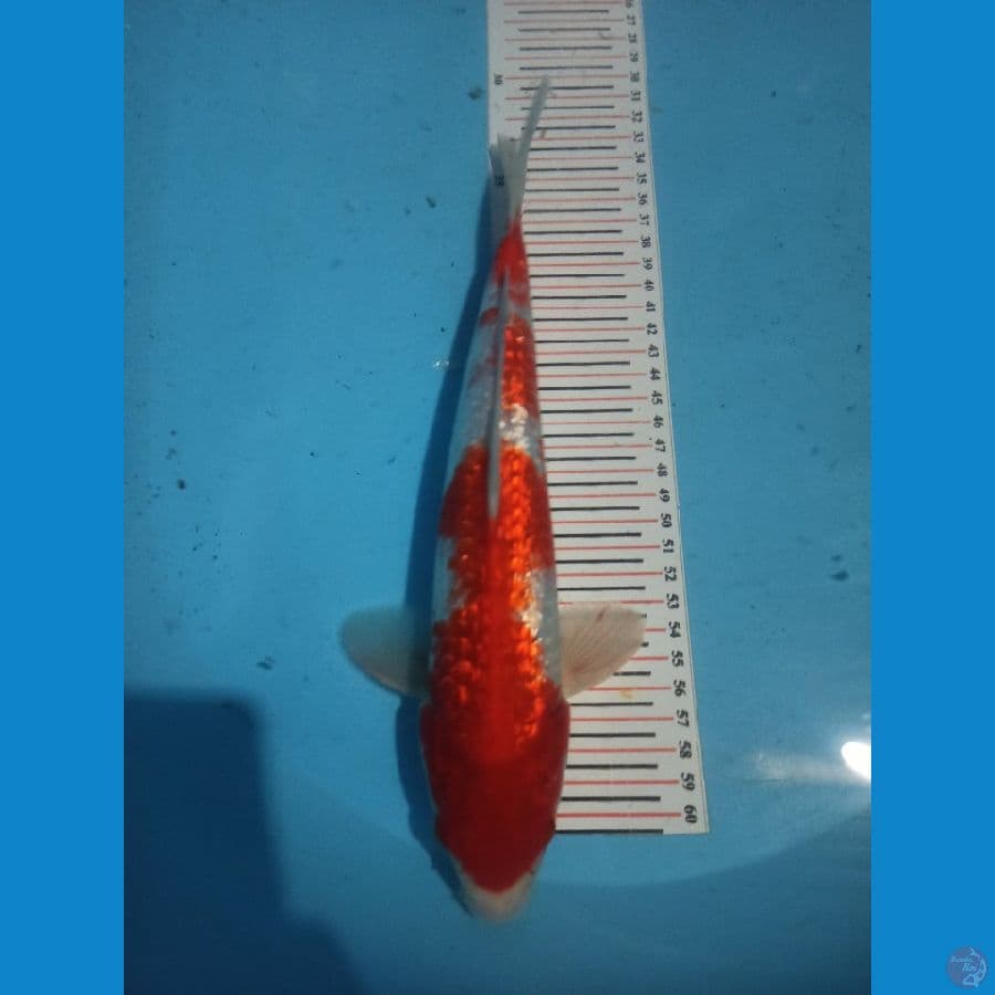 Kohaku ginrin