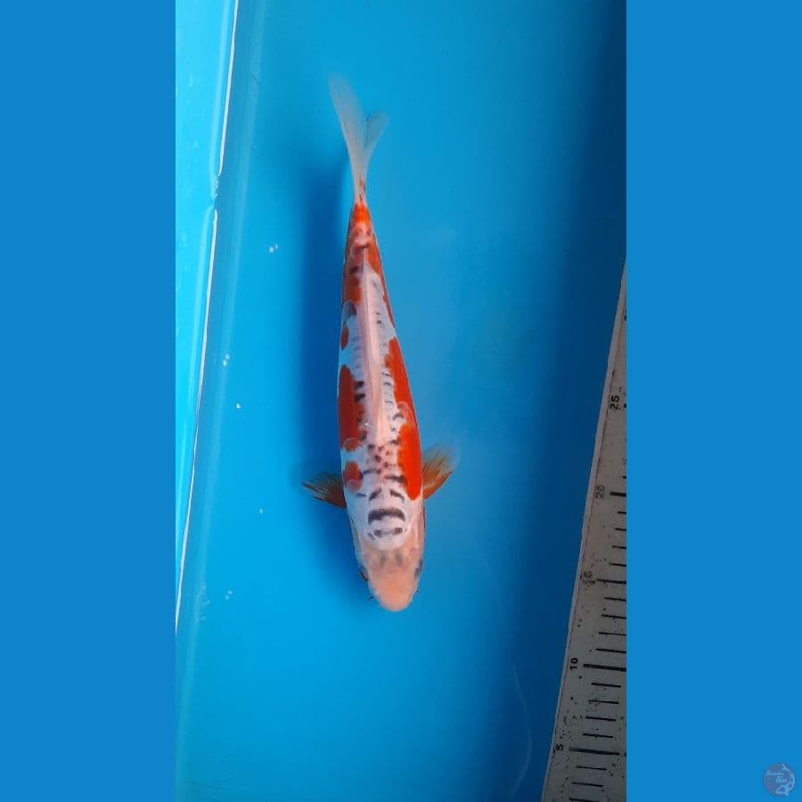 shusui 26cm