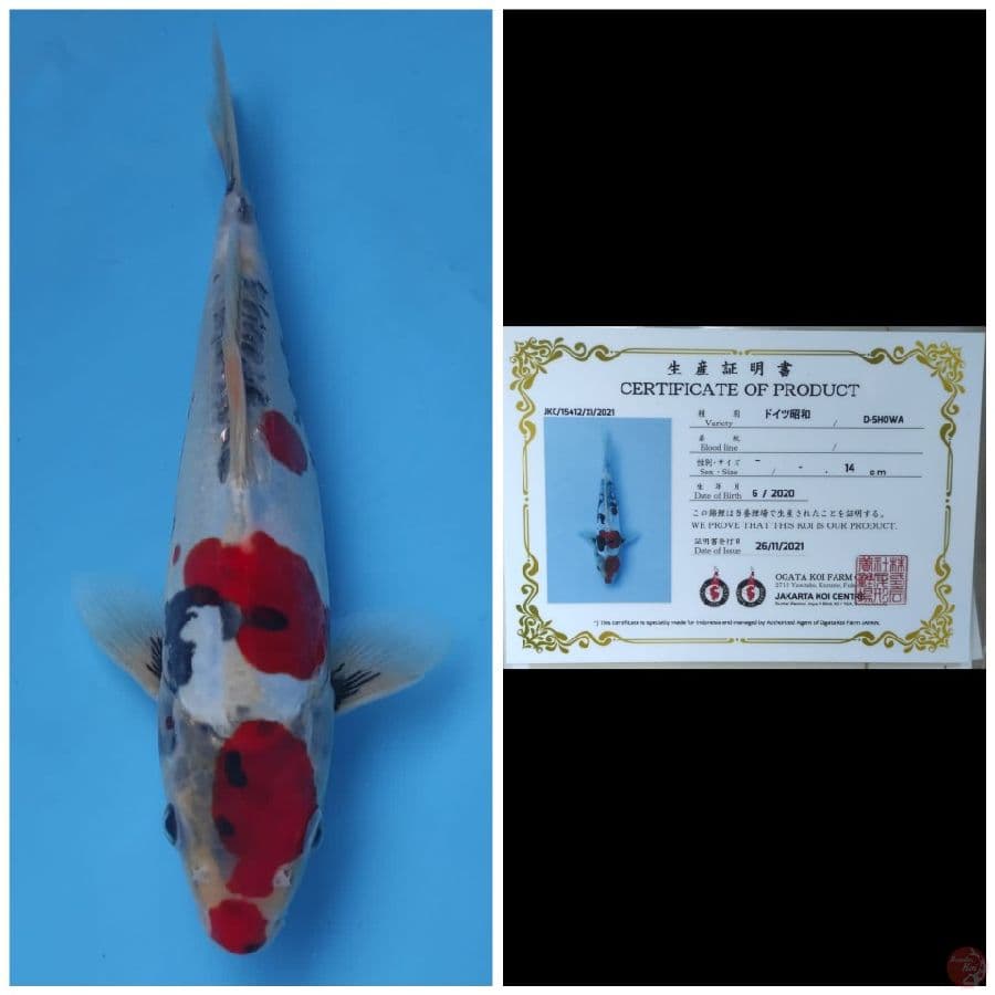 Ogata Showa Doitsu