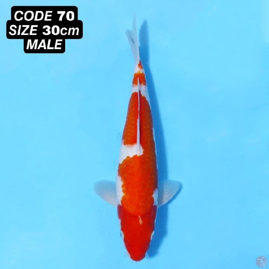 KOHAKU MERAH TEBAL