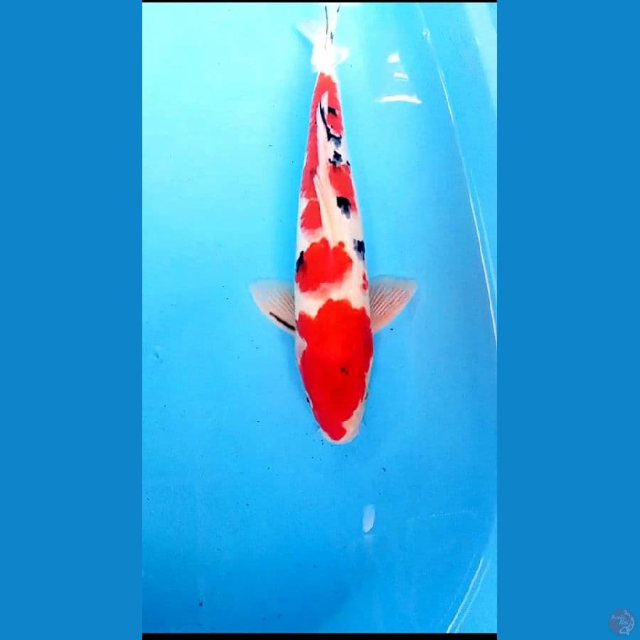SUPER RED SANKE MALE 37 CM