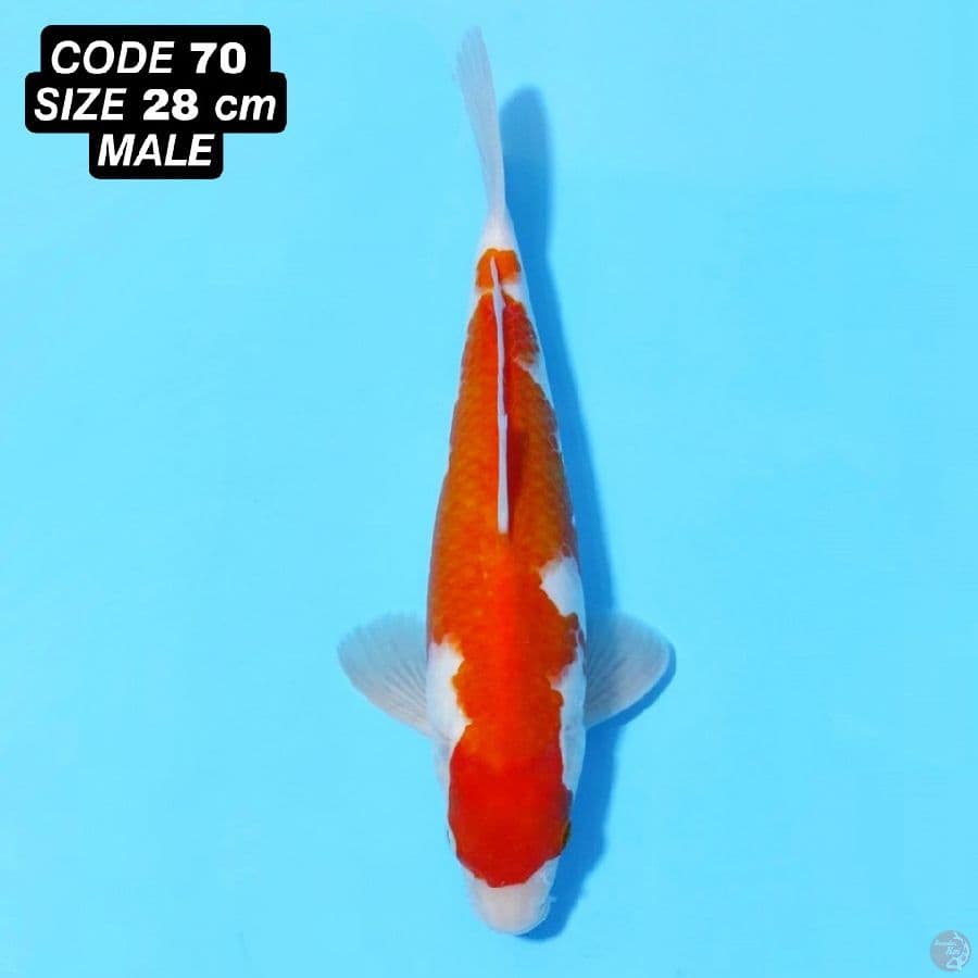 KOHAKU STRAIGHT HI ORI