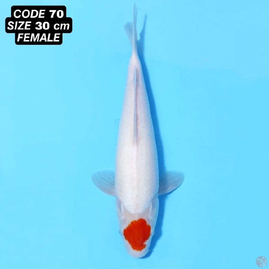 TANCHO KOHAKU ORIGINAL