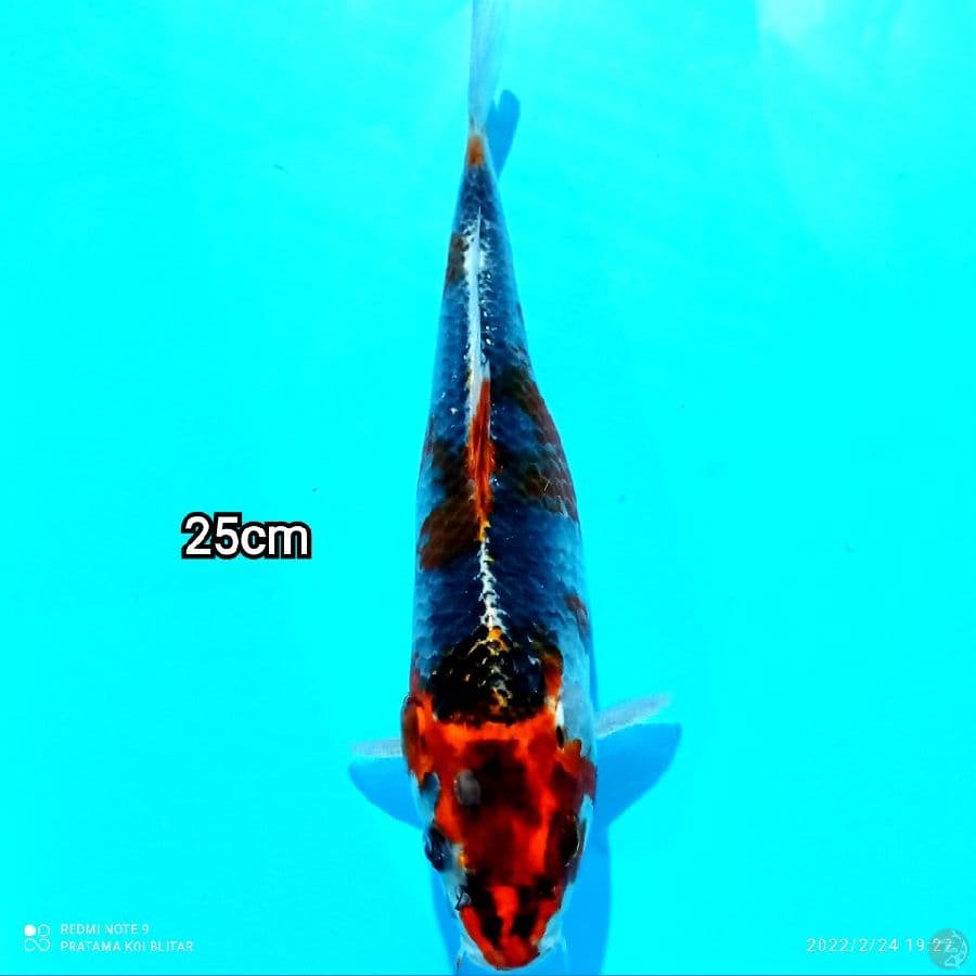 GOSHIKI SHOT BODY 25CM