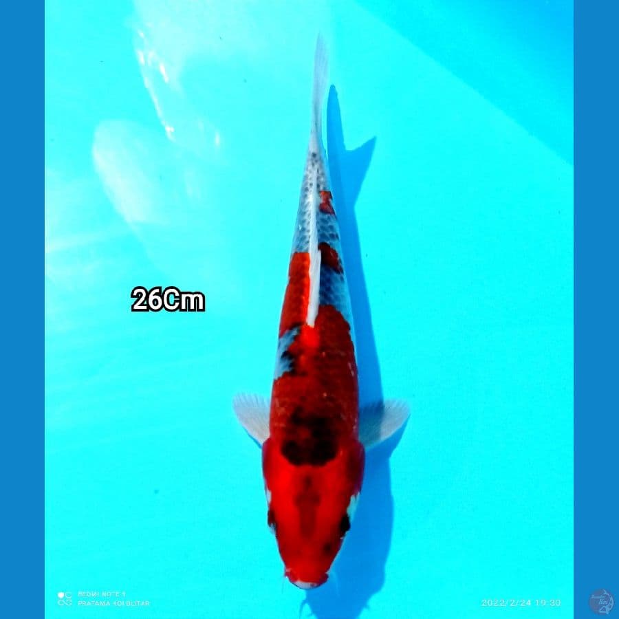 GOSHIKI 26CM