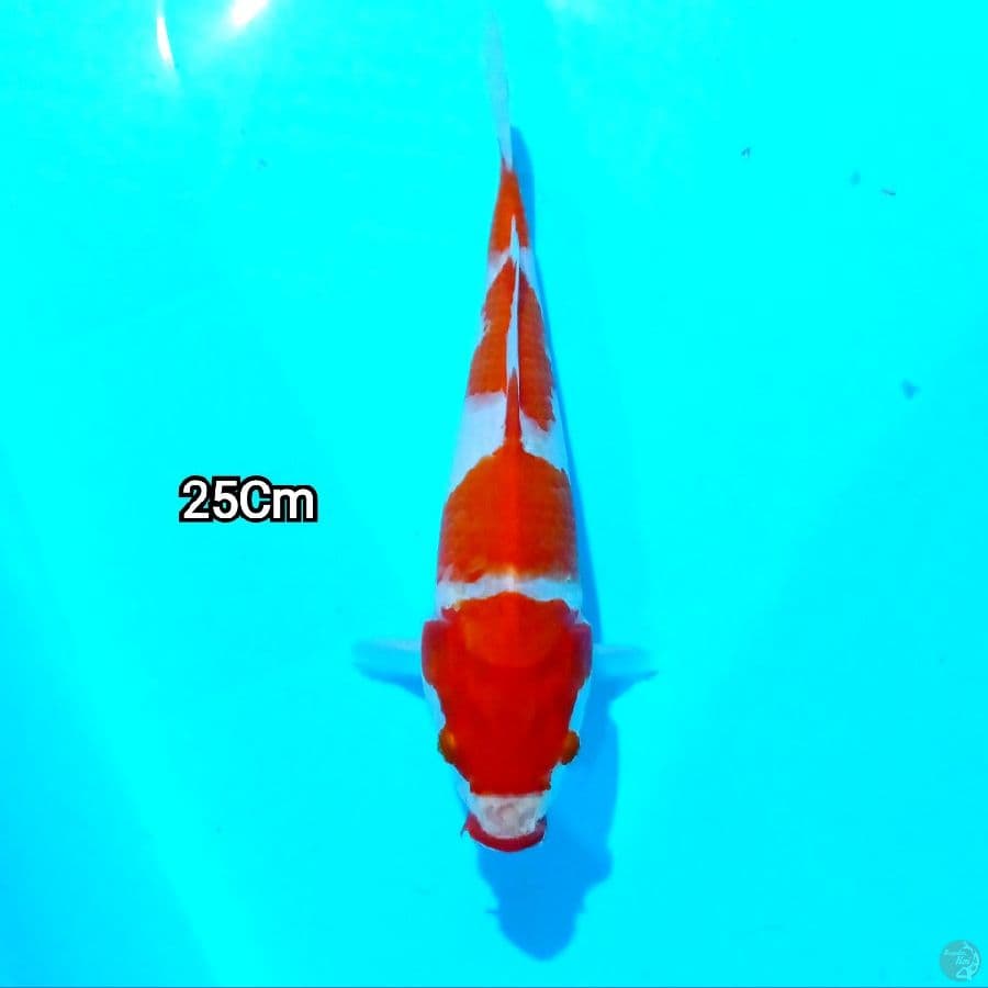 Kucibeni KOHAKU 25 CM