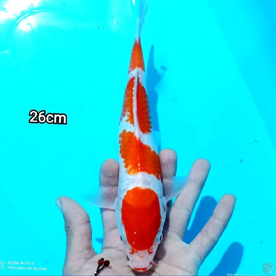MARUTEN KOHAKU STRONG 26CM