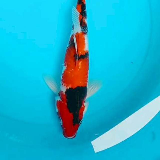 Showa 29cm