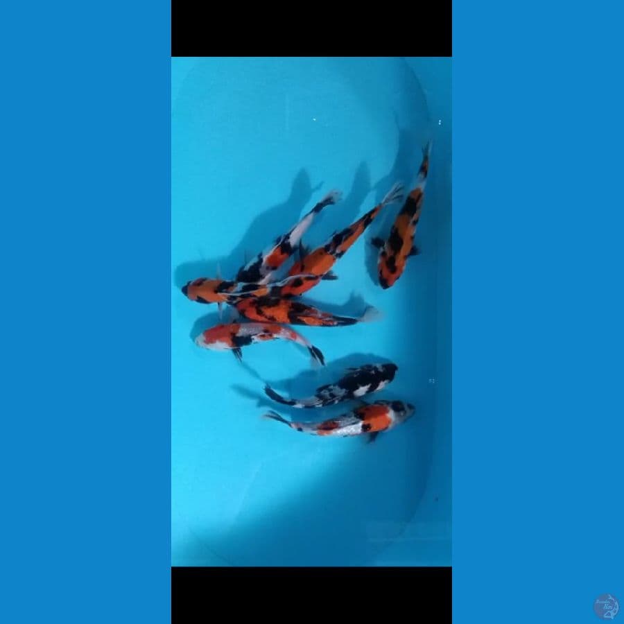 Mix 8ekr -+ 20cm