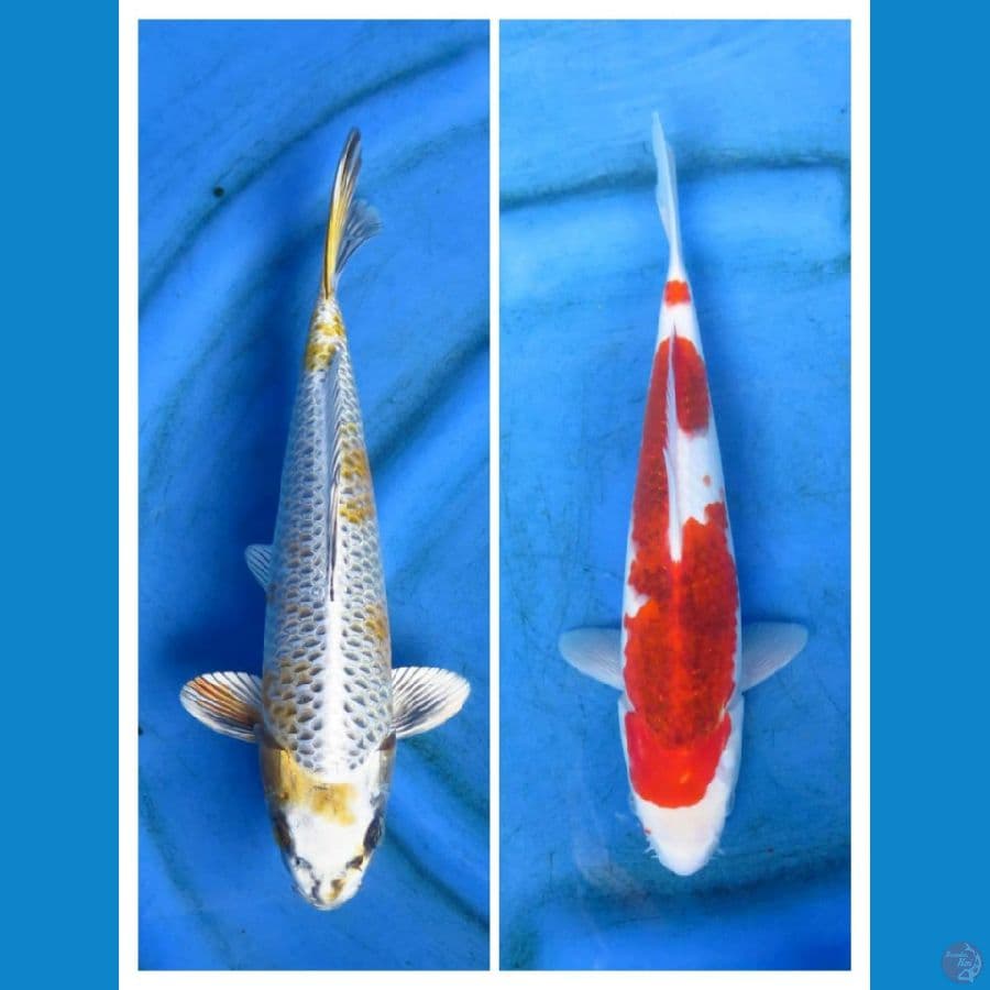 33cm 28cm male