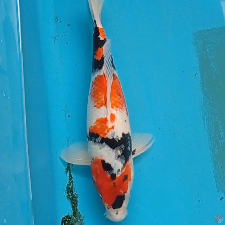 showa sanshoku 35 cm