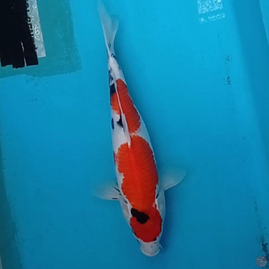Showa Sanshoku 33 cm
