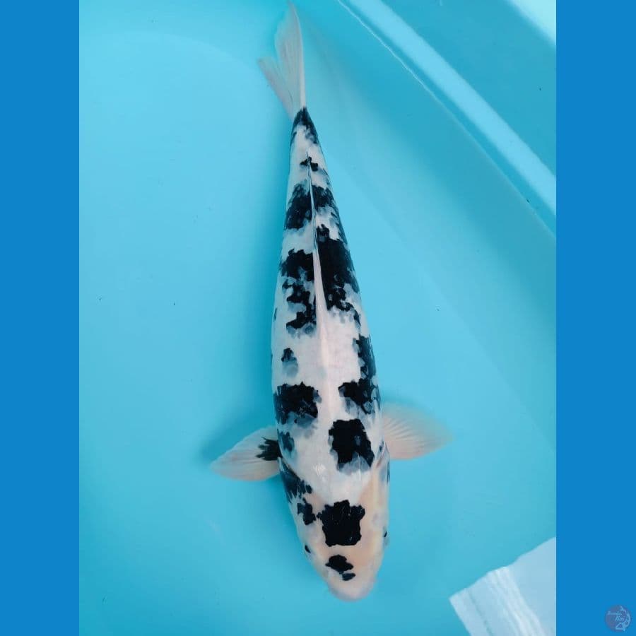 Shiro 52cm