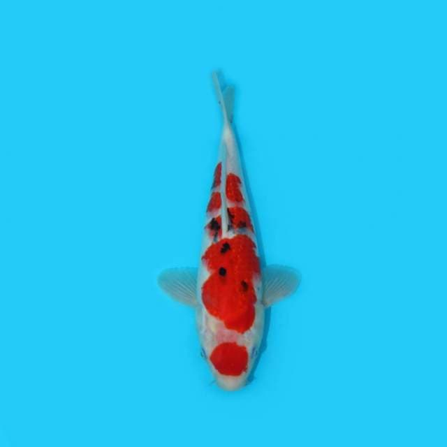 MARUTEN SANKE 31 CM