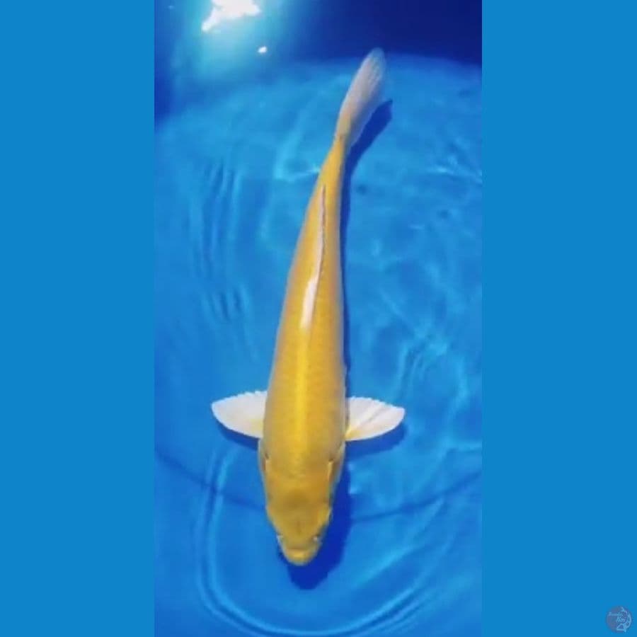 YAMABUKI OGON 35CM