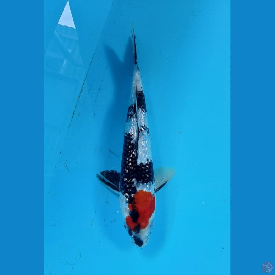 tancho shiwa ginrin 22cm