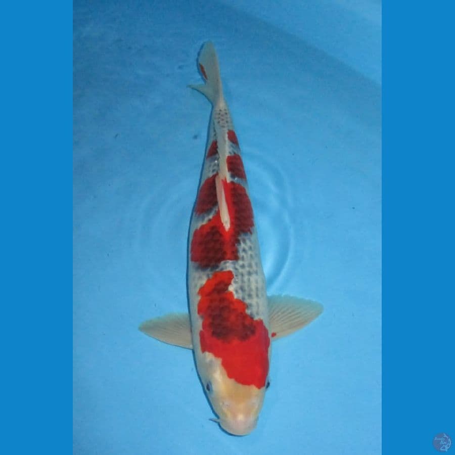MKC KOI GRUB