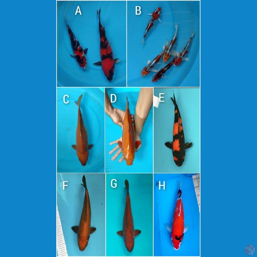 IKAN KOI