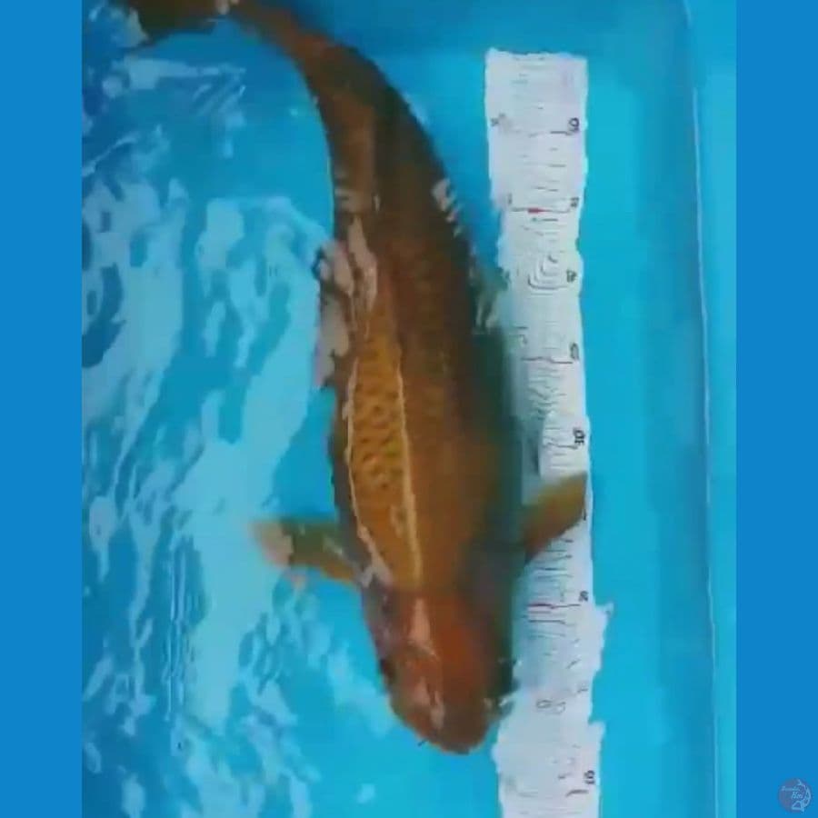BADAK AIR 52CM FEMALE