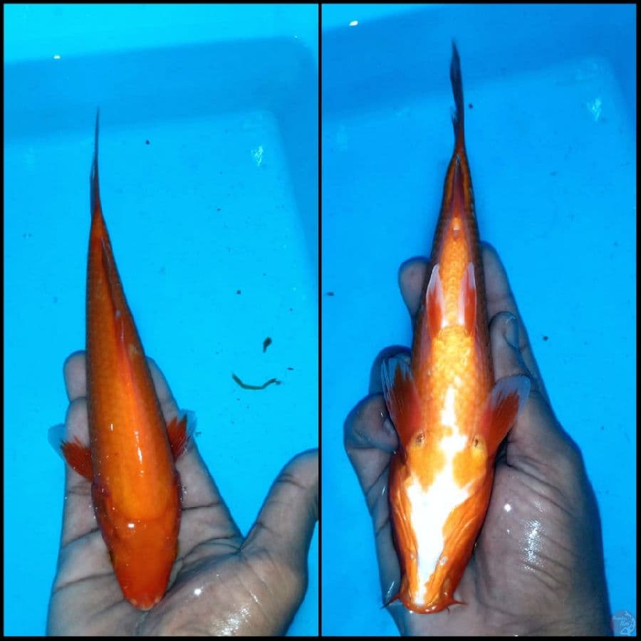 hajiro tembus perut tidak bocor