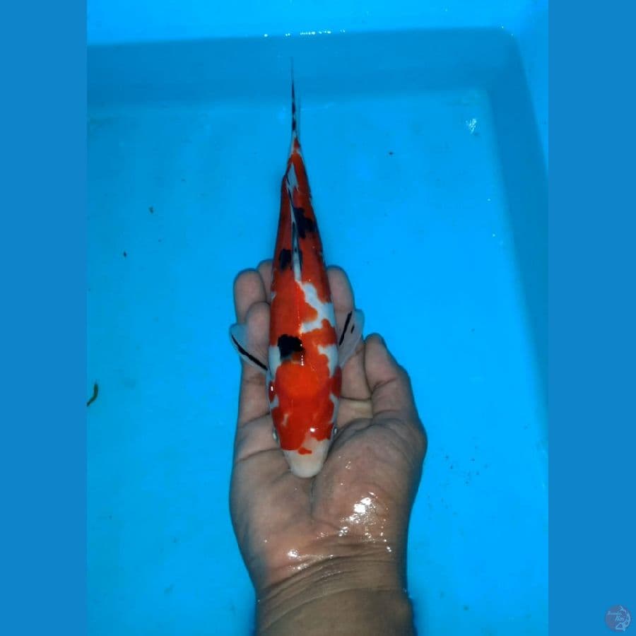 Red sanke ori