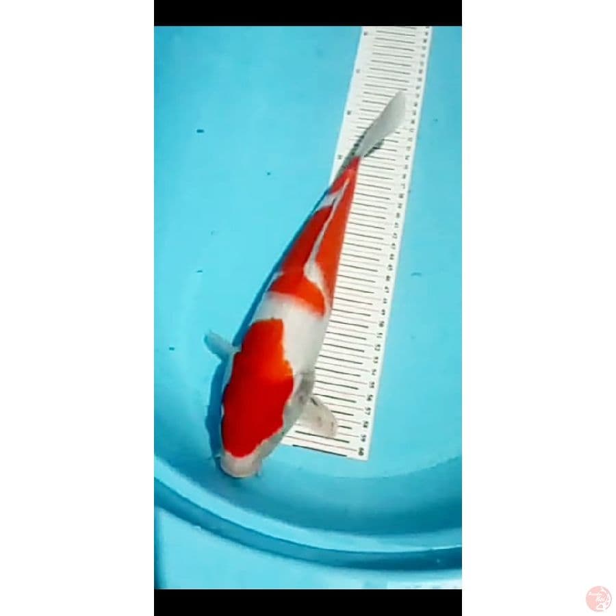 Kohaku