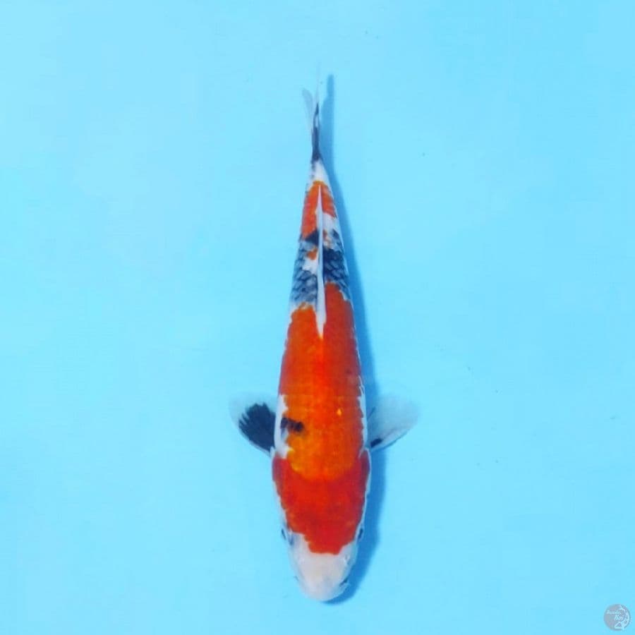 SHOWA SANSHOKU PROSPEK
