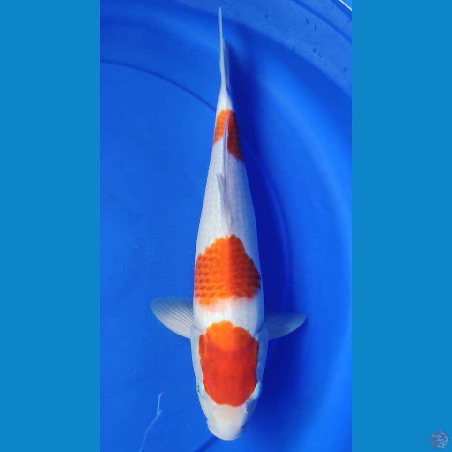 kohaku maruten 39 cm