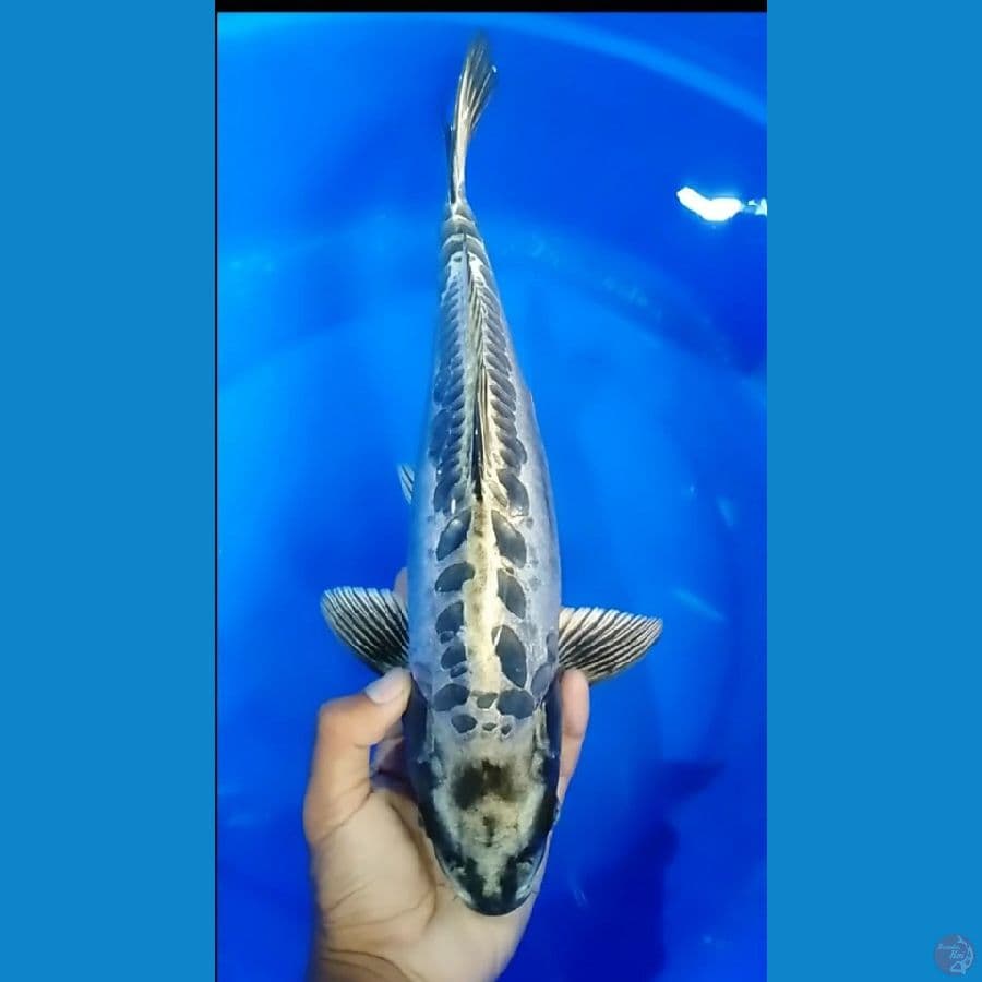 kiko 37cm
