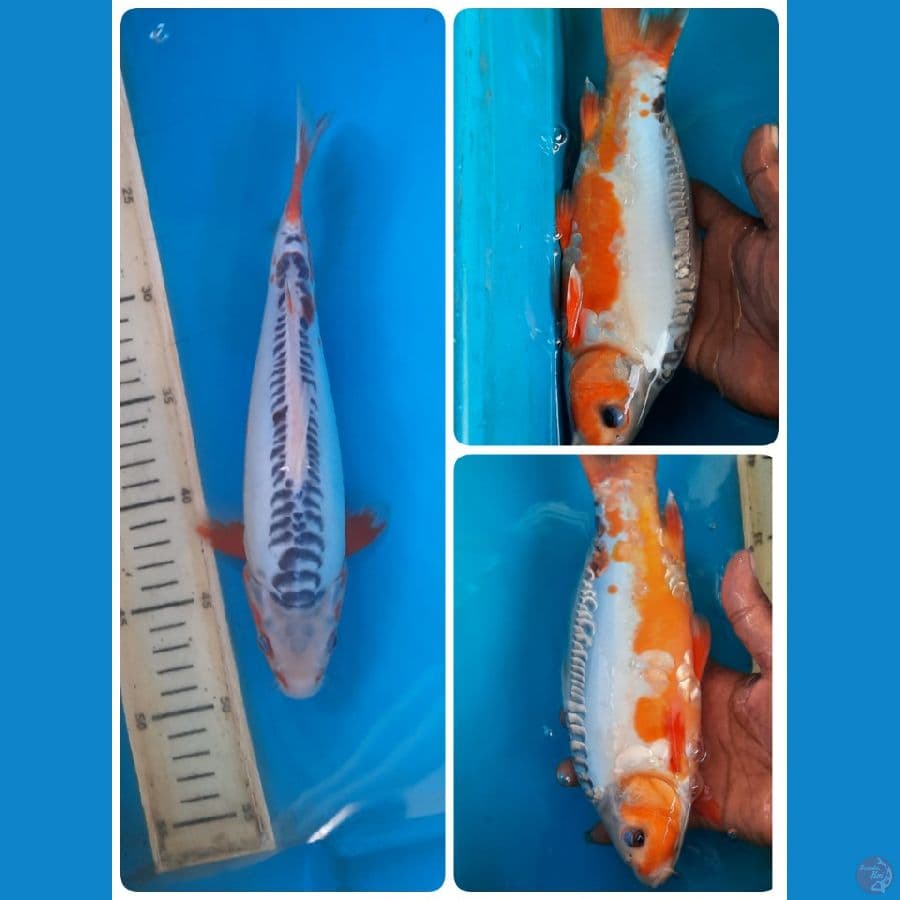 shusui 27cm
