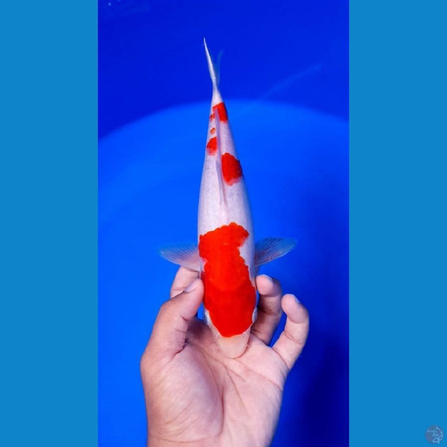 kohaku 27cm original HQ.