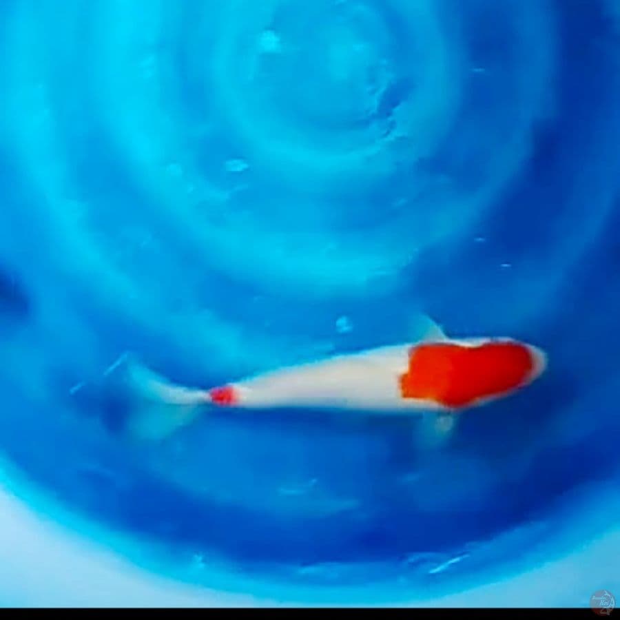 the kohaku