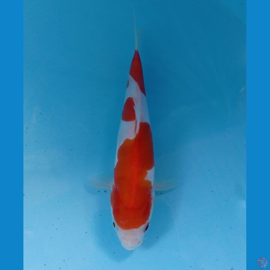 kohaku doit 16cm
