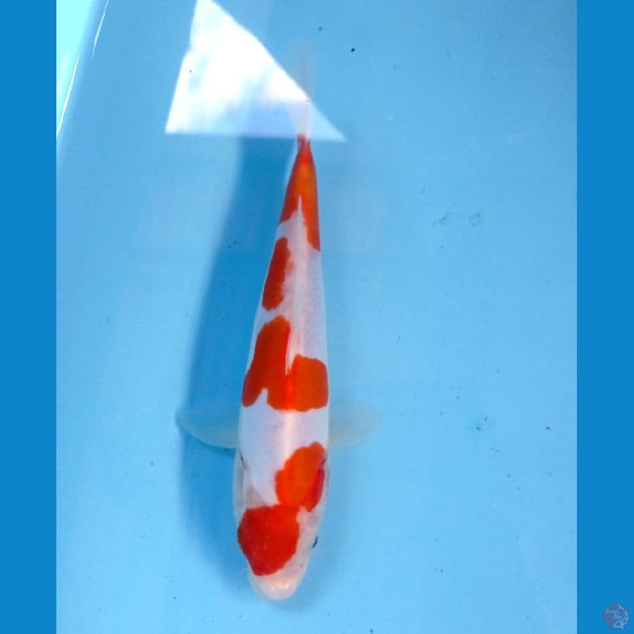 kohaku doit 18cm