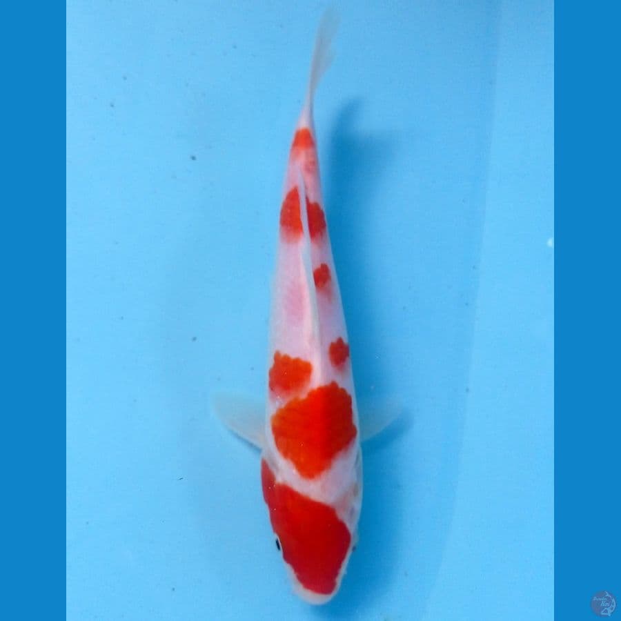 kohaku 18cm