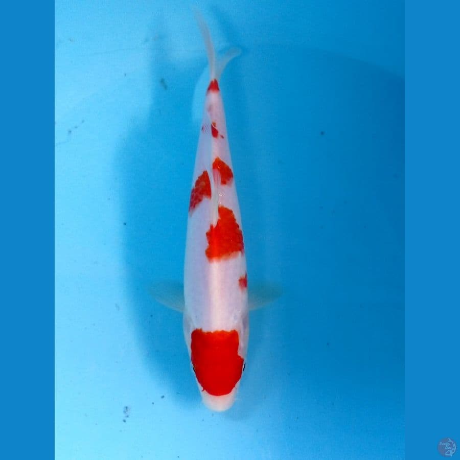 kohaku 20cm
