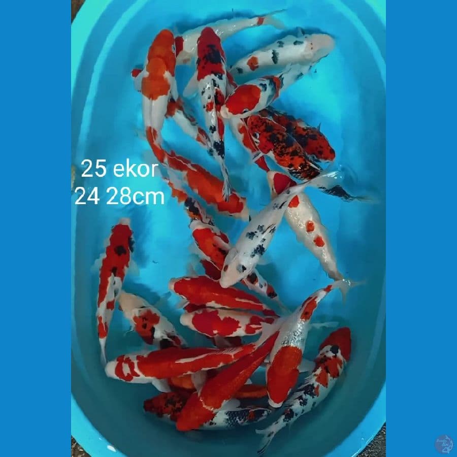 kohaku sanke 25 ekor 24 28cm