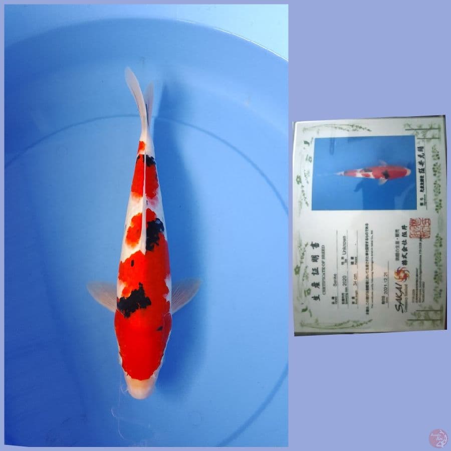 sakai sanke 36cm