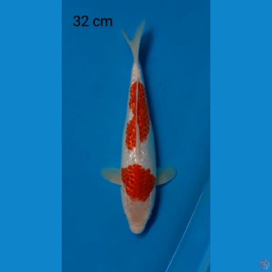 kohaku ginrin 2 step 32 cm