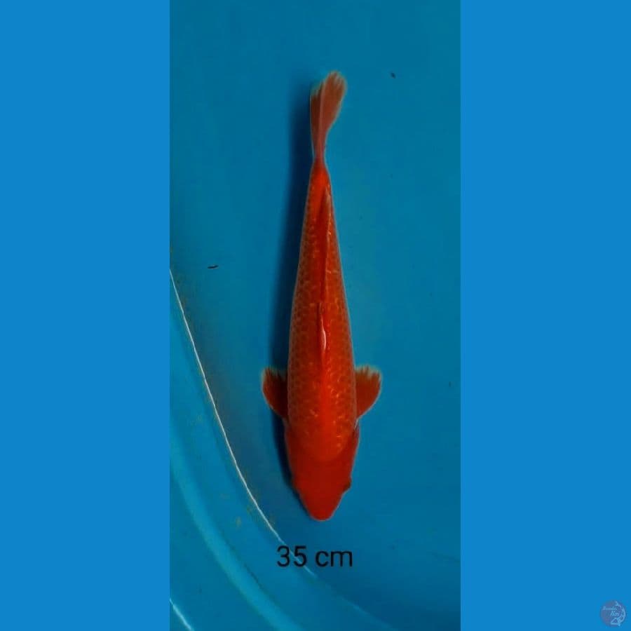 aka hajiro ginrin jreng 35 cm