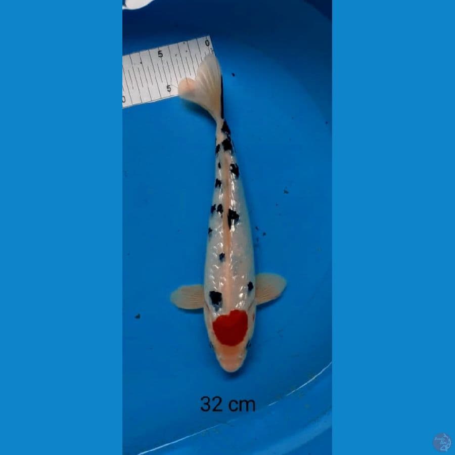 tancho sanke ginrin ori 32 cm
